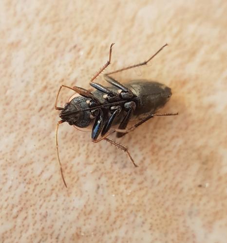 Réf. 220 951 : Xanthochilus saturnius